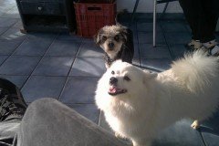 12993498_549234968587812_8251065947231065196_n