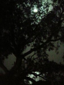 maynightspaleochora